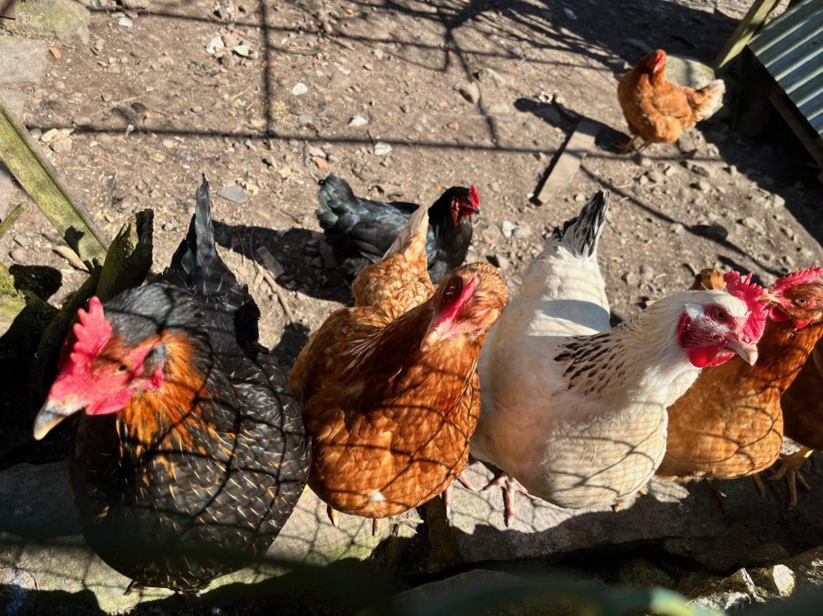 Ferme Des Jonquilles 15P - Billard, Ps4, Salle De Sport Gérardmer Exterior foto